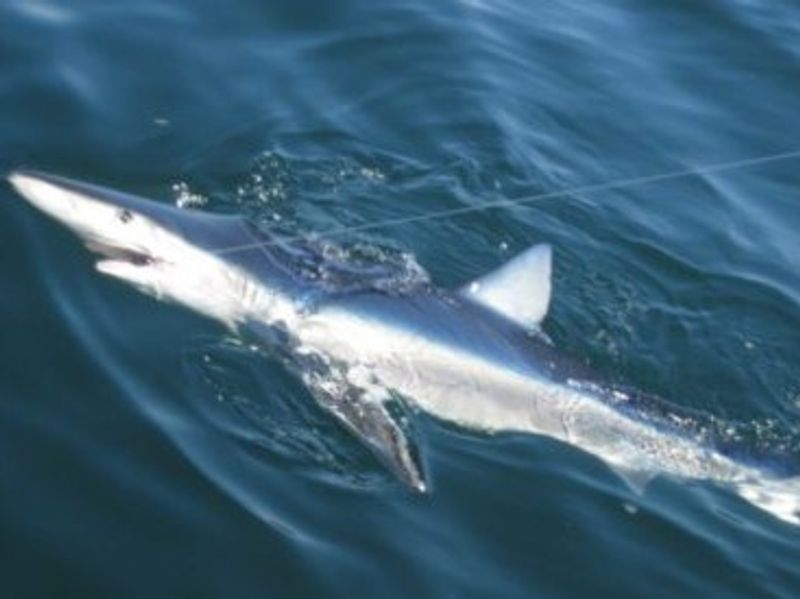 Gloucester Fishing Charters | Private 8-Hour Shark Fishing Trip