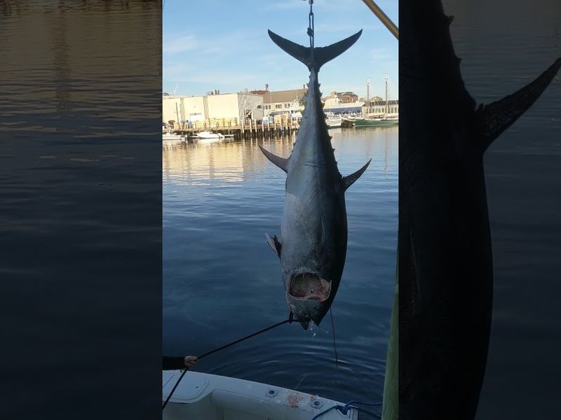 Gloucester Fishing Charters |  Private 8-Hour Bluefin Tuna Fishing Trip