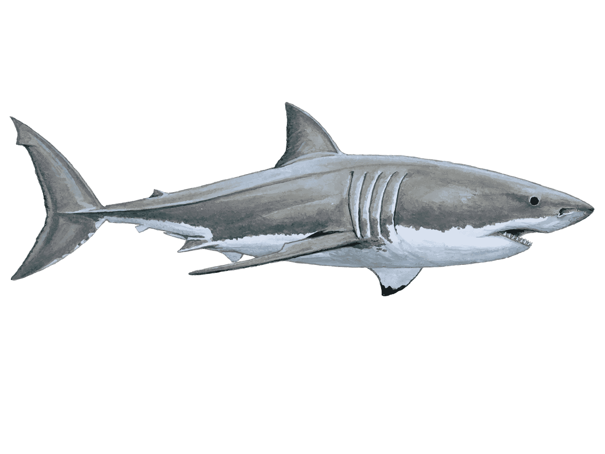 Great White Shark